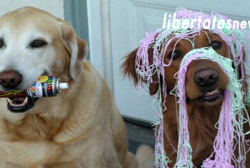 Per favore, niente carnevale per gli animali