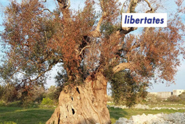 Xylella: metafora dell’Italia dei no